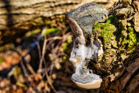 Baumpilz am Stamm – KW10/26