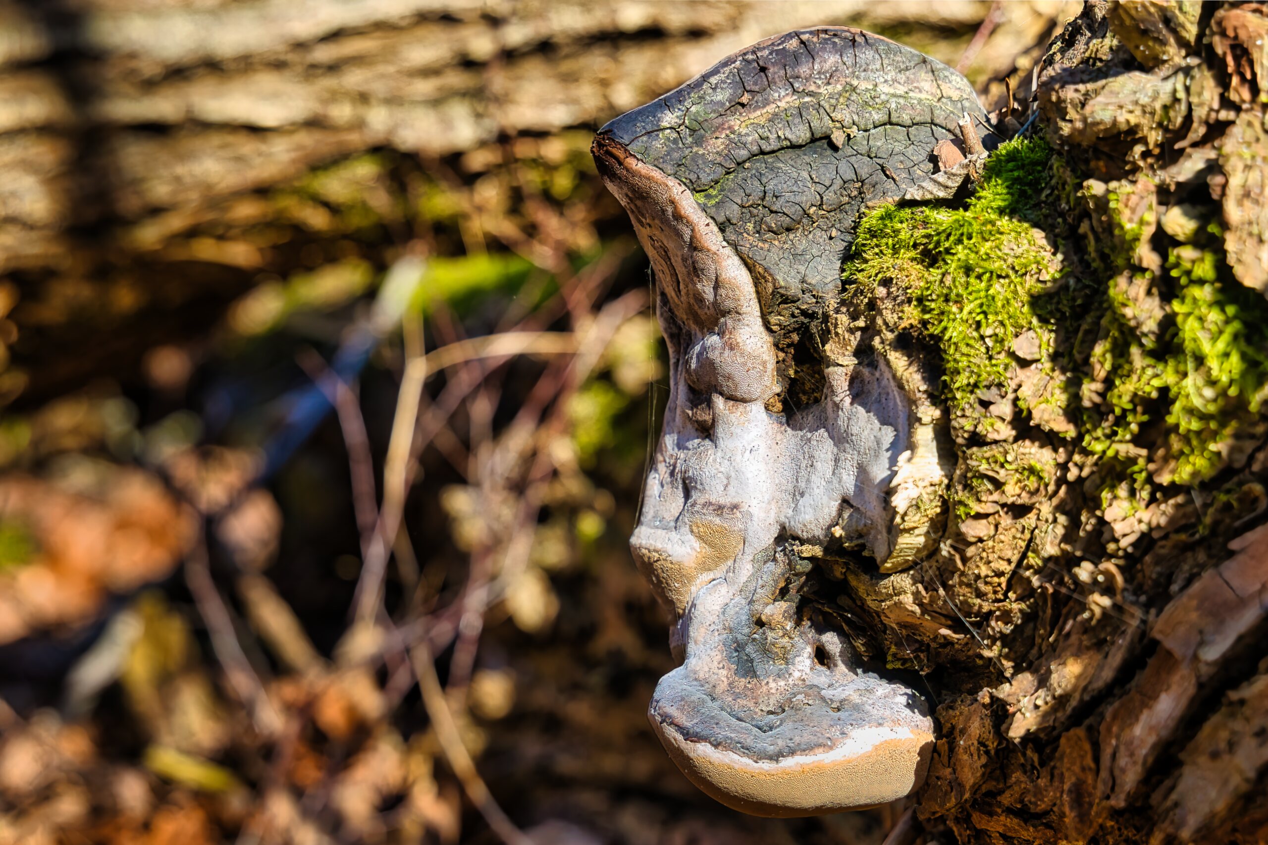 Baumpilz am Stamm – KW10/26