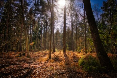 Lichtspiel im Wald – KW10/26