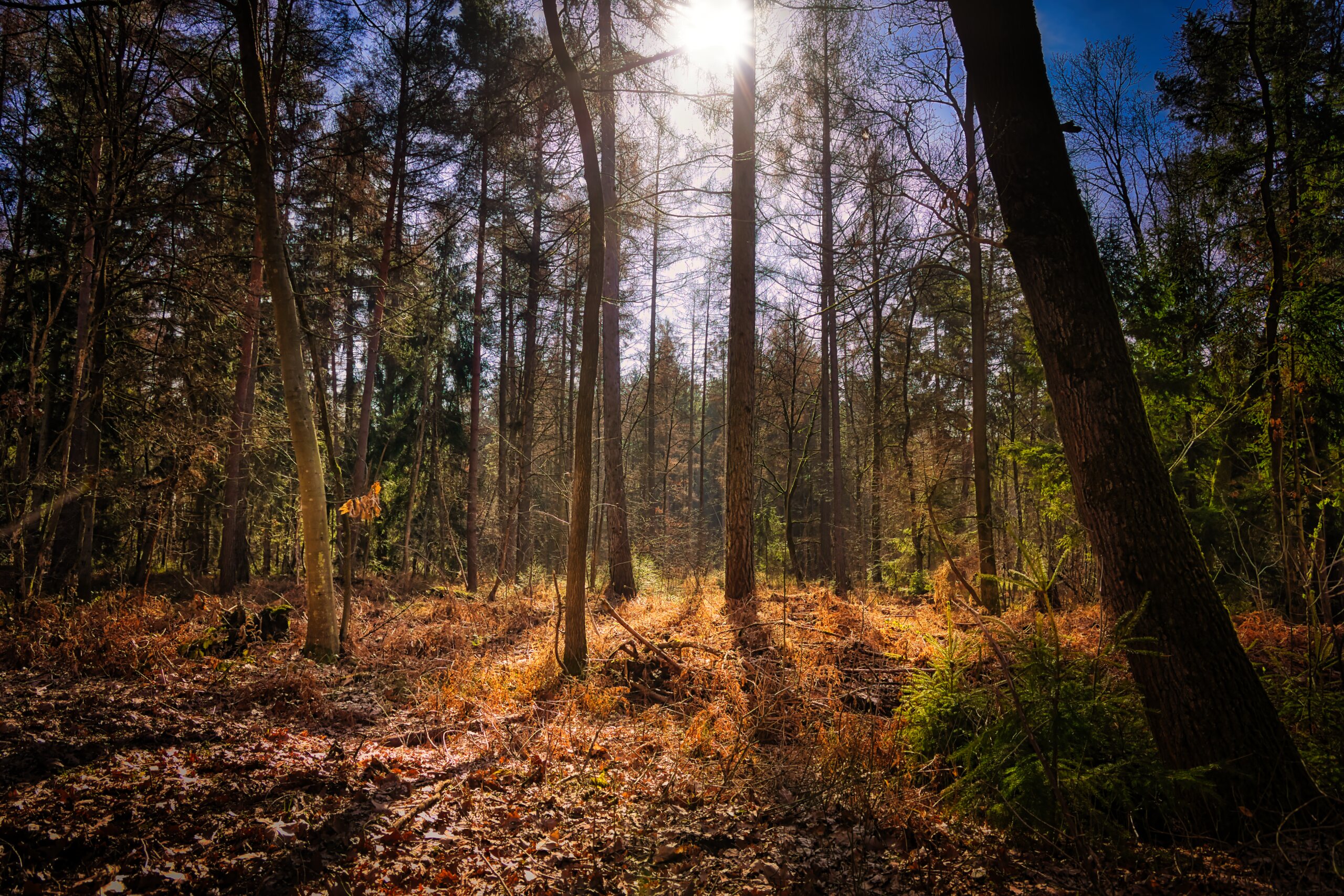 Lichtspiel im Wald – KW10/26