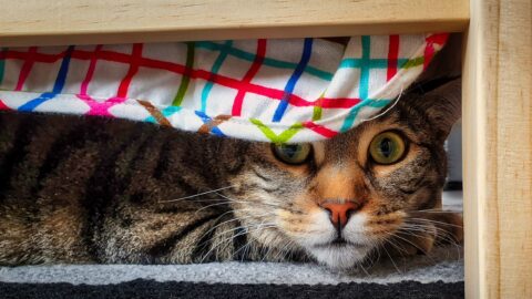 Der Blick aus dem Versteck – KW35/19