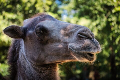 Kamelporträt Braunschweig Zoo – KW29/14