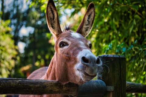 Eddy das Langohr – KW29/14