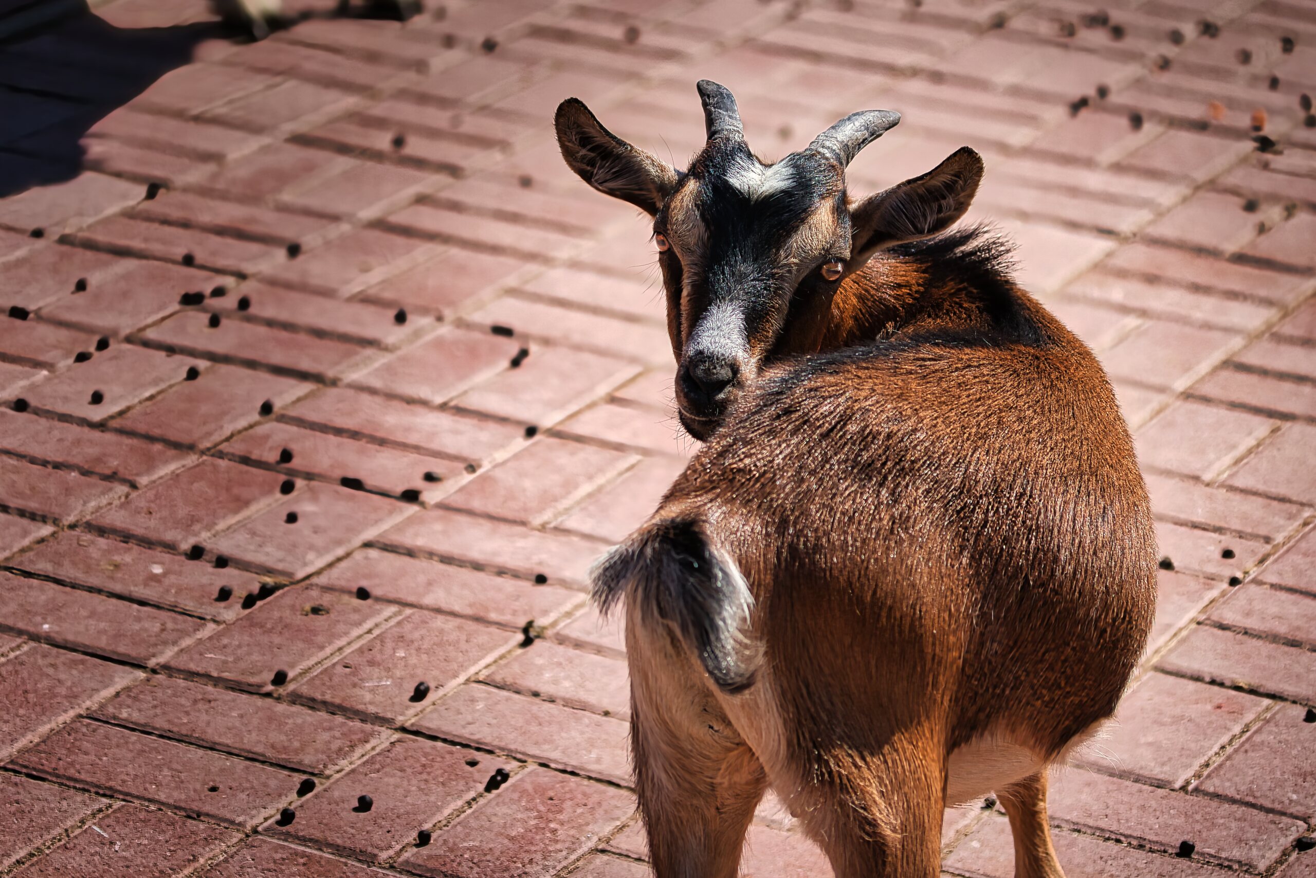 Ziege Lucy – Zoo Braunschweig – KW29/14