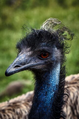 Der EMU – Was für ein Vogel – KW30/26