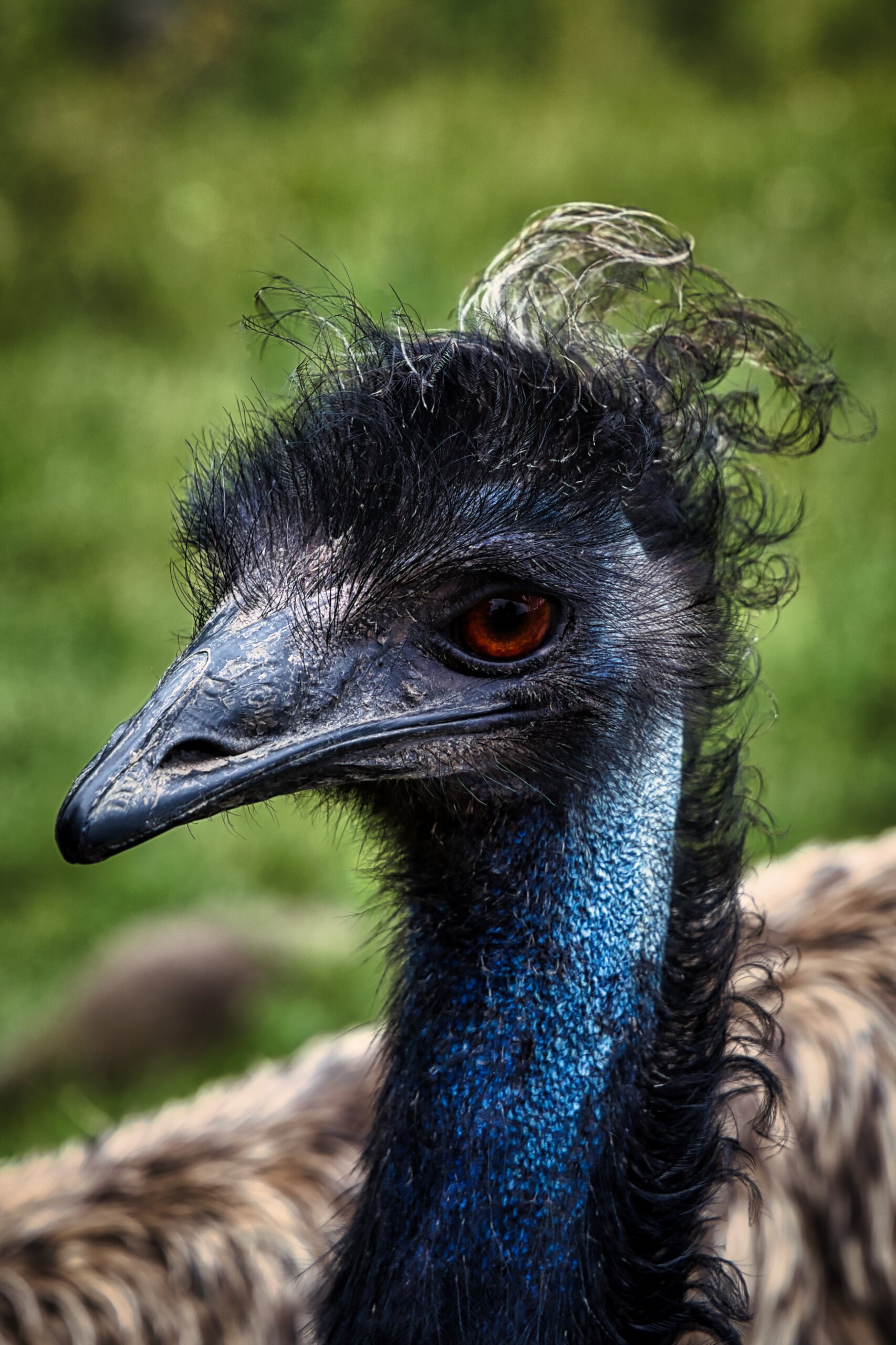 Der EMU – Was für ein Vogel – KW30/26